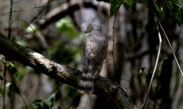Crested Goshawk Perched on Shaded Forest Branch