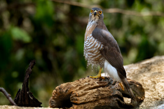 Crested Goshawk Standing Alert on Fallen Log