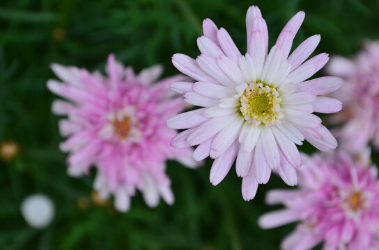 Delicadas flores de crisantemo en tonos rosa sobre un fondo verde