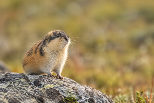 Small brown lemming standing alert on rocky outcrop in grassland