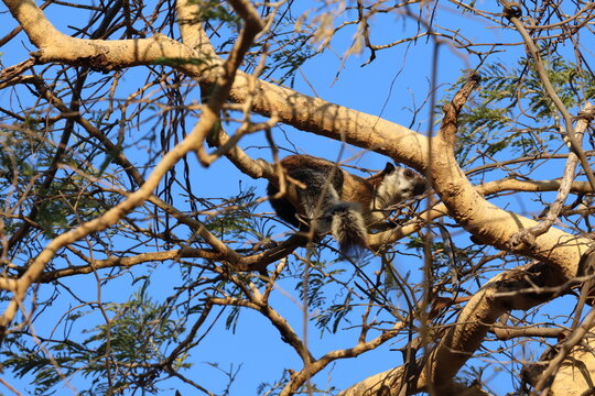 a Black giant squirrel (scientific name Ratufa bicolor) climbing through the branches of a tree canopy, Indonesia