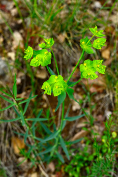 Serrated spurge // Gez&auml;hnte Wolfsmilch, S&auml;geblatt-Wolfsmilch (Euphorbia serrata) - Sedano, Burgos, Spain