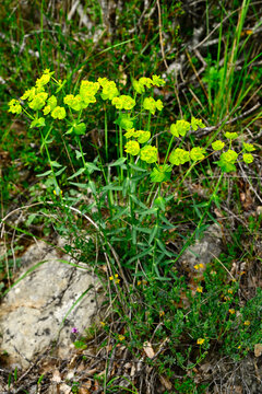 Serrated spurge // Gez&auml;hnte Wolfsmilch, S&auml;geblatt-Wolfsmilch (Euphorbia serrata) - Sedano, Burgos, Spain