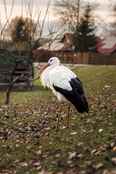 Graceful white stork standing proudly on an autumn meadow with fallen leaves, peaceful rural setting