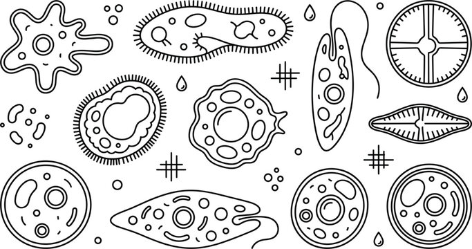 Microbiology Microorganism Vector Icon Set Featuring Amoeba Paramecium Bacteria Cell Structures and Protozoa Organisms for Science Laboratory Design