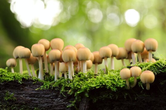 Mushrooms growing on a tree trunk in the forest