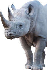 Rhinoceros Image Without Background © Rizky