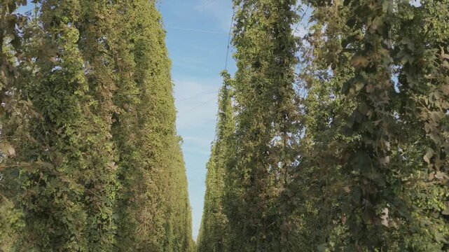 Tall rows of mature hop plants supported by trellises in Alsace , France. 