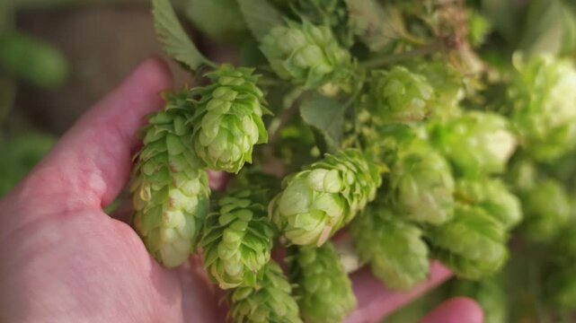 Hand gently holding fresh green hop cones. Beer craft and organic agriculture concept