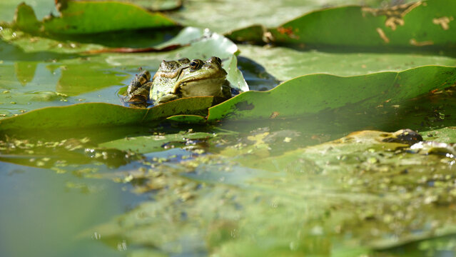 Marsh frog, frog eyes, Pelophylax ridibundus, in nature habitat. Wildlife scene from nature, green animal in water. Beautiful frog in dirty water in a swamp. amphibian catches insects, close-up