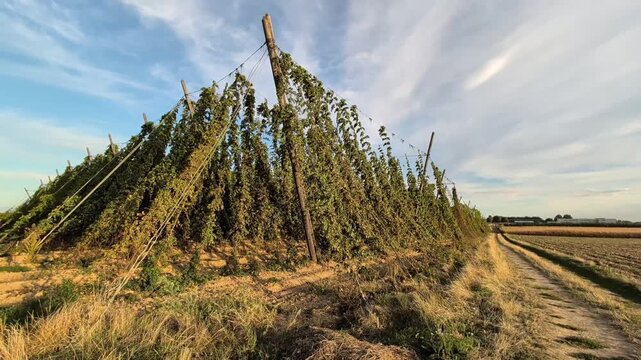 Long rows of mature hop plants climbing tall trellis structures across cultivated agricultural landscape. Humulus lupulus crop illustrating farming, brewing ingredients, rural production and harvest