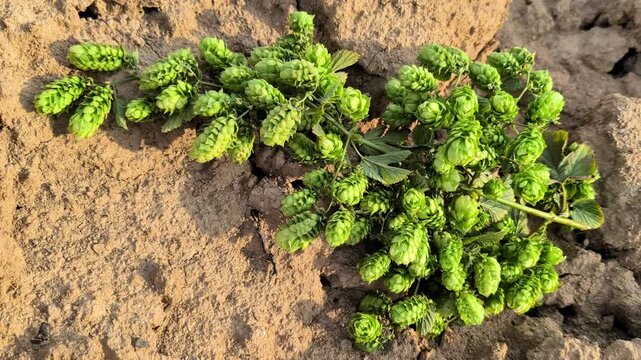 Green hop plant on the ground in cultivated agricultural field. Humulus lupulus foliage and developing cones illustrate crop cultivation, brewing ingredients and farming