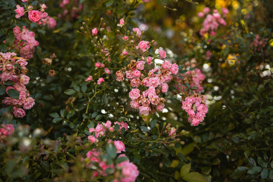 Close up view of gentle pink rose flowers blooming on a green bush branch with a soft blurred bokeh background during a sunny day.