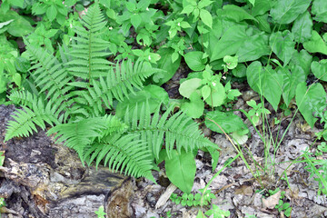 Polypodiophyta. green fern leaves. forest fern has grown between trees. green moss, old tree stump. fern plant that has grown in an old tree in the park. summer or autumn, natural background © Oleksandr Filatov