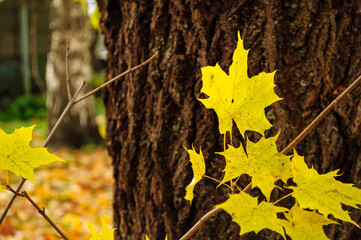 Autumn nature October background. Bright yellow maple leaves on thin branches. A dark textured tree trunk filling the background behind the vivid autumn foliage © syntheticmessiah