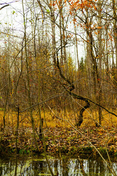 Autumn forest November background in cloudy weather. Dense thickets of bare branches at the edge of a stream. Fallen yellow leaves on the ground and reflections in the dark water