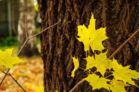 Autumn nature October background. Bright yellow maple leaves on thin branches. A dark textured tree trunk filling the background behind the vivid autumn foliage