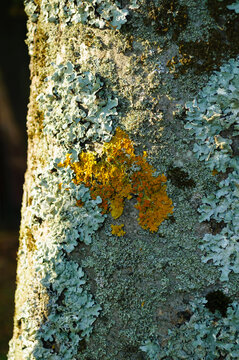 Textured nature background. Tree trunk surface covered with patches of bright orange lichen surrounded by grey green lichen and lit by soft sunlight, closeup