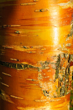 Texture background. Close-up of glossy orange bark of bird cherry tree with horizontal lenticels. Peeling layers and green moss patches on the smooth trunk surface