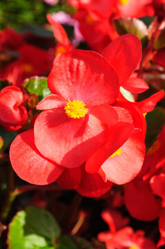 Bright red begonia flower in full bloom. A yellow center and green leaves with blurred red blossoms behind, flower landscape