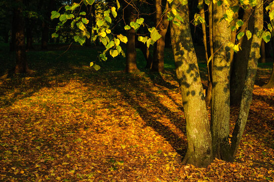 Autumn park background. Tree trunks lit by warm sunlight with green and yellow leaves. A ground covered with dense yellow and brown fallen leaves