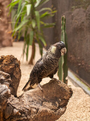 Black cockatoo perched on a natural wooden log © Nadiia