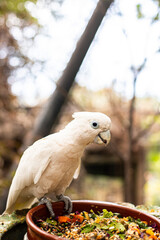 White cockatoo eating fresh food from a bowl © Nadiia