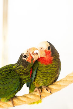 Two colorful parrots interacting on a rope perch