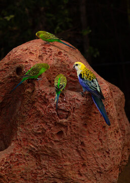 Colorful budgerigars perched together on a textured rock