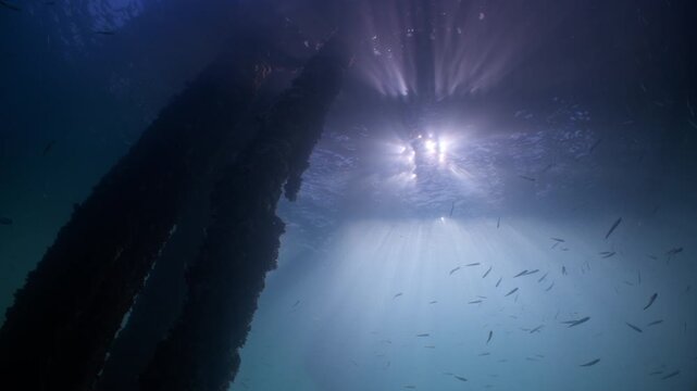Underwater shot under Swanage Pier with shoals of small fish swimming amongst the piling with sunlight filtering down 