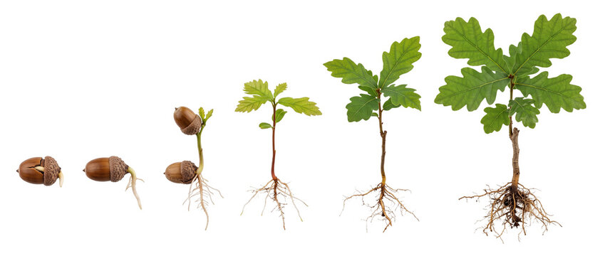 Oak tree growth stages acorn sprouting growing sapling roots lifecycle evolution progression sequence isolated on black background concept for development, business progress, and environmental science