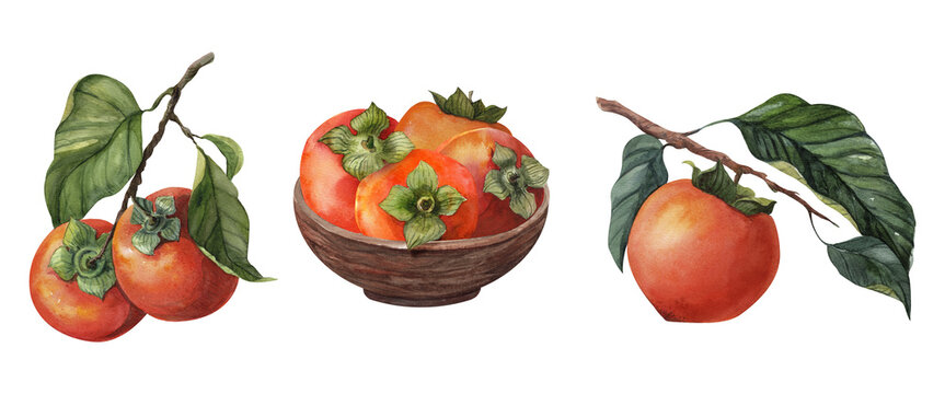 Persimmons with leafy branches and a wooden bowl in watercolor. Autumn fruit collection with ripe orange fruits for packaging, menus, cards, market graphics, kitchen decor and seasonal design