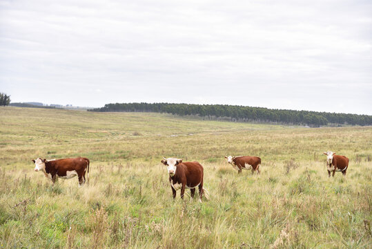 Cows on Pastures in the Uruguayan Countryside