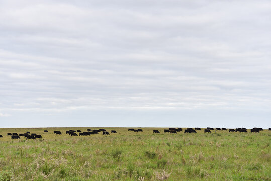Black Cows on Pastures in the Uruguayan Countryside