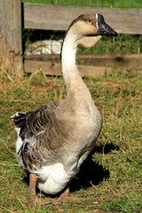 Domestic Goose Standing on Grass Near a Wooden Fence © Aleksandra