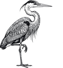 Fototapeta premium Detailed hand drawn great blue heron standing vector sketch featuring vintage engraving style line art graphic isolated on white