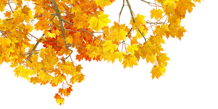 autumn leaves isolated on white