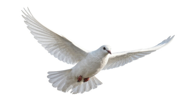 White dove bird with outstretched wings, isolated on transparent background