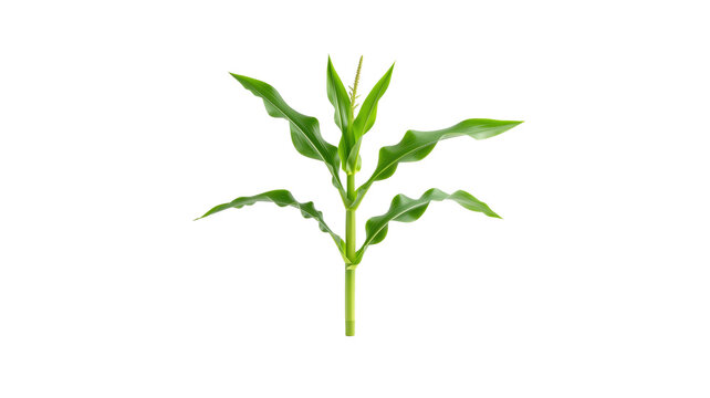 Single green corn stalk agriculture plant isolated on white background