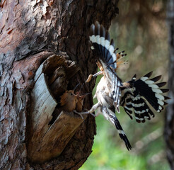 Eurasian hoopoe feeding chicks at a nest hole in an old tree trunk © 재운 안