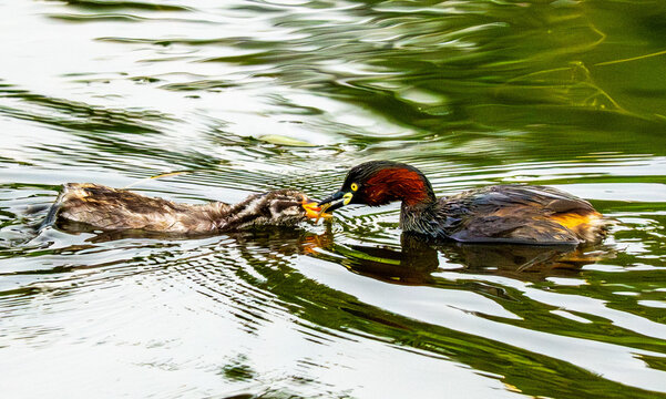 Little grebe family with small chicks among lotus leaves