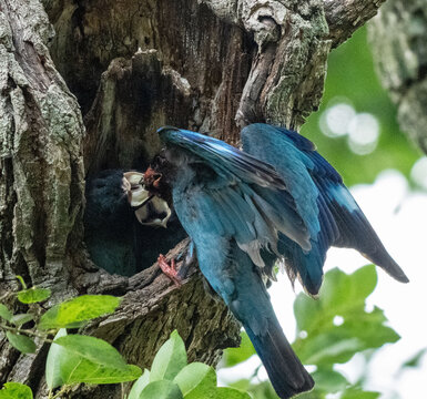 Colorful Oriental dollarbird spreading its wings at a tree hole
