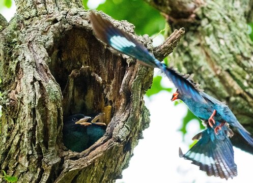 Oriental dollarbird feeding chicks at a tree cavity nest