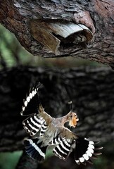 Eurasian hoopoe bringing food to its nest in a hollow tree © 재운 안
