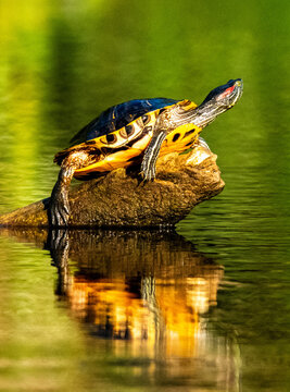 Turtle basking on a log with its reflection in green water