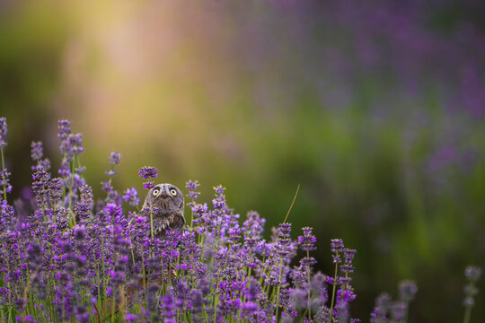 Small scops owl (Otus scops) perched among blooming lavender flowers in warm evening light, surrounded by a soft colorful meadow with beautiful natural bokeh