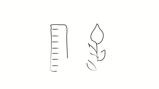 Plant growth, plant growing, nature, leaves. Contour drawing, silhouett animation. Continuous line. Isolated on white. Video 4k object illustration self-drawing. Object construction. Minimalist contin