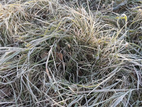 Close up view to frost covered wild grass forms a dense mat of pale, curled blades and seed heads, with green vegetation visible beneath the crystalline coating across textured outdoor ground surface