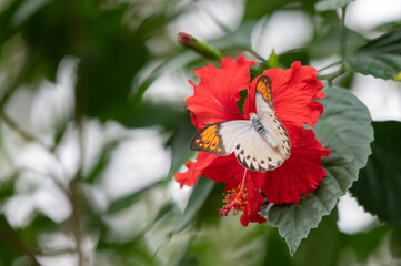 Close up of Great Orange Tip butterfly resting on red hibiscus flower with soft green background © Kazutaka