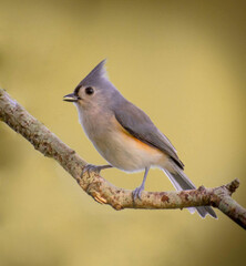great titmouse bird  © Texas Photographer